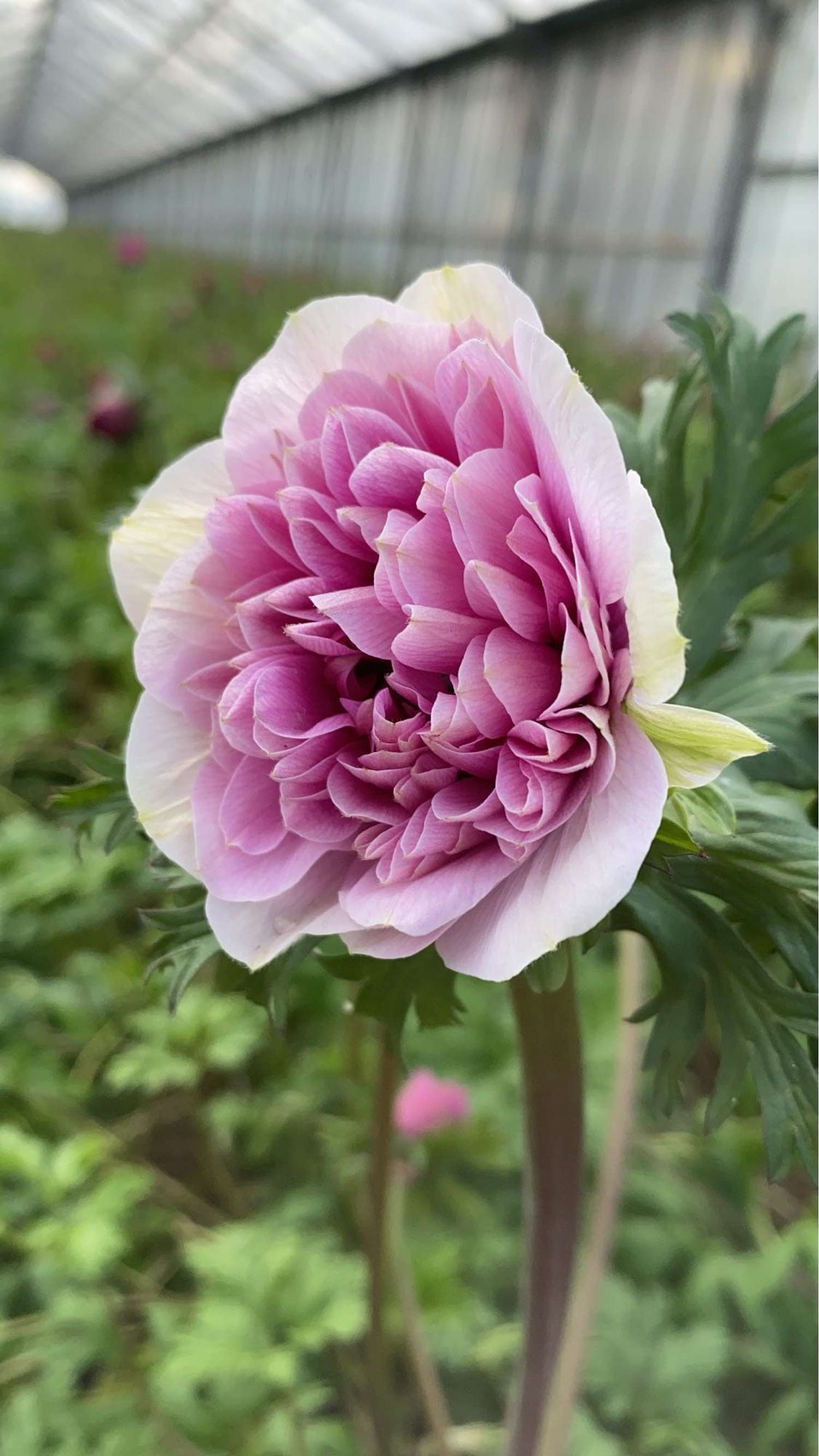 Anémone 'Fullstar Pink'